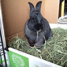 Load image into Gallery viewer, 2nd Cutting Timothy Hay
